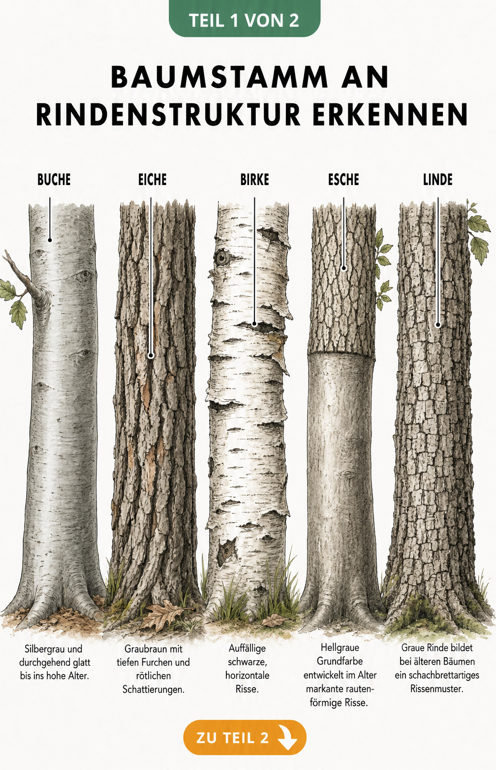 Illustration von fünf Baumstämmen mit spezifischen Rindenmerkmalen von Buche, Eiche, Birke, Esche und Linde