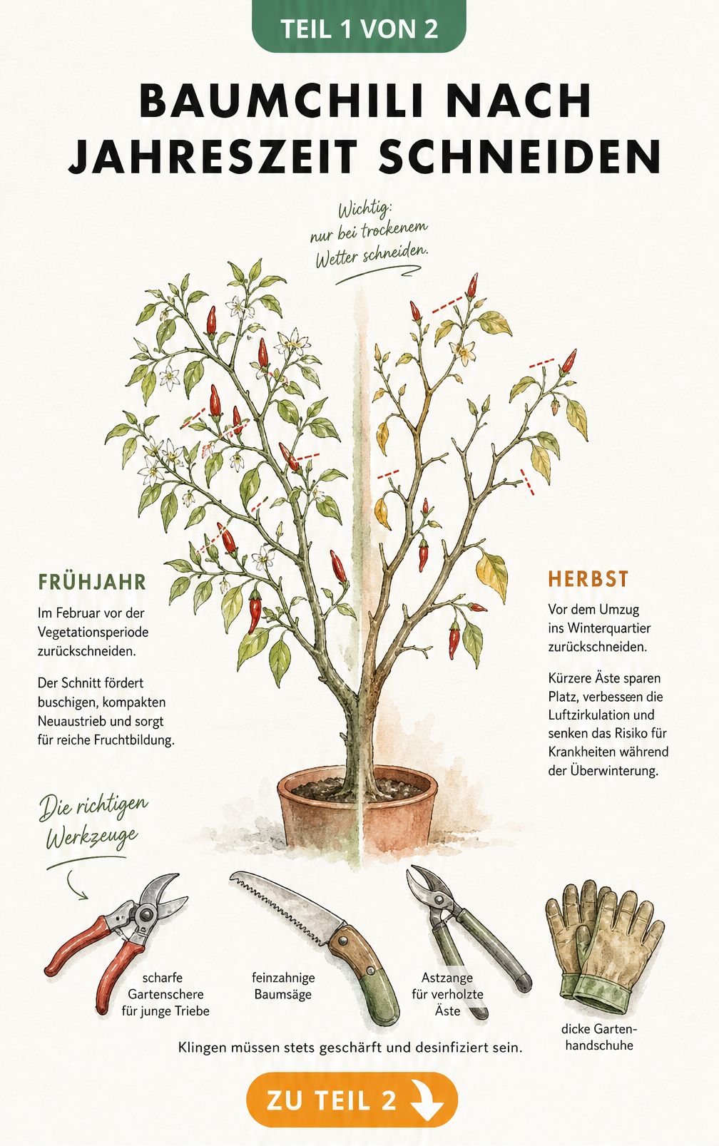Illustration einer Baumchili-Pflanze, die den Schnitt im Frühjahr und Herbst zeigt, inklusive benötigter Werkzeuge.