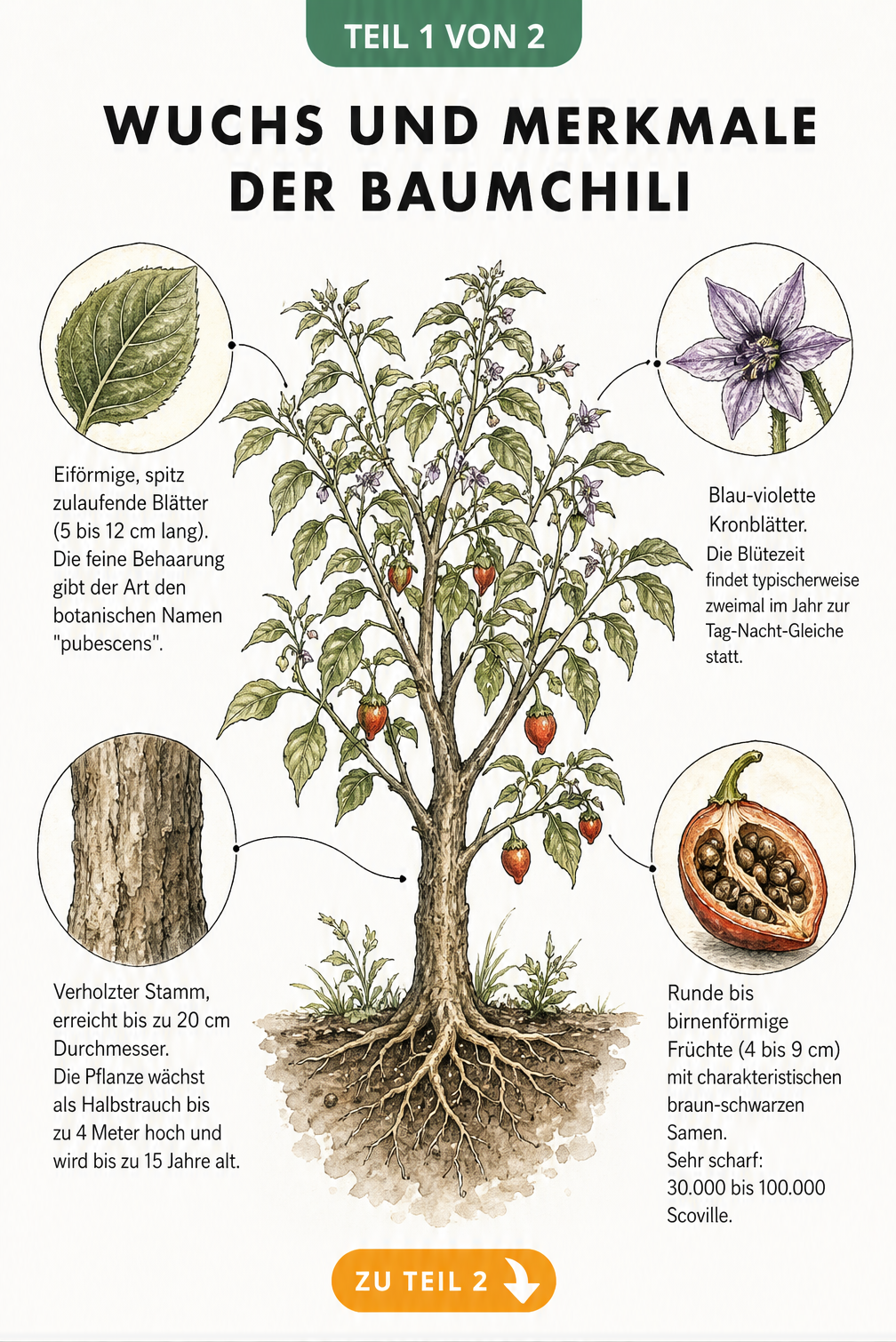 Botanische Illustration einer Baumchili-Pflanze mit Details zu Stamm, Blatt, Blüte und Frucht