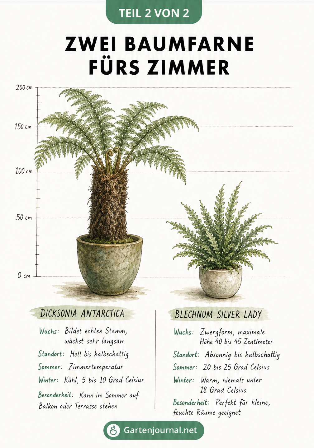 Vergleich der Baumfarne Dicksonia antarctica und Blechnum Silver Lady mit Angaben zu Wuchs, Standort und Temperatur.