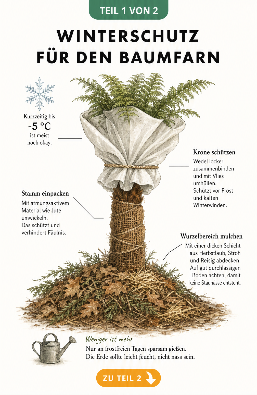 Illustration eines Baumfarns im Freiland mit Winterschutz: Krone in Vlies, Stamm in Jute und Wurzelbereich mit Mulch abgedeckt.
