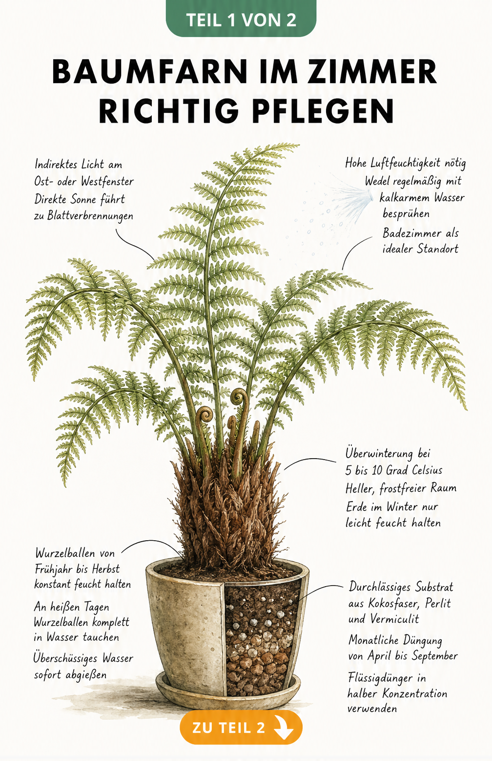 Botanische Illustration des Baumfarns Dicksonia antarctica mit Pflegehinweisen zu Licht, Luftfeuchtigkeit, Überwinterung, Gießen und Substrat.
