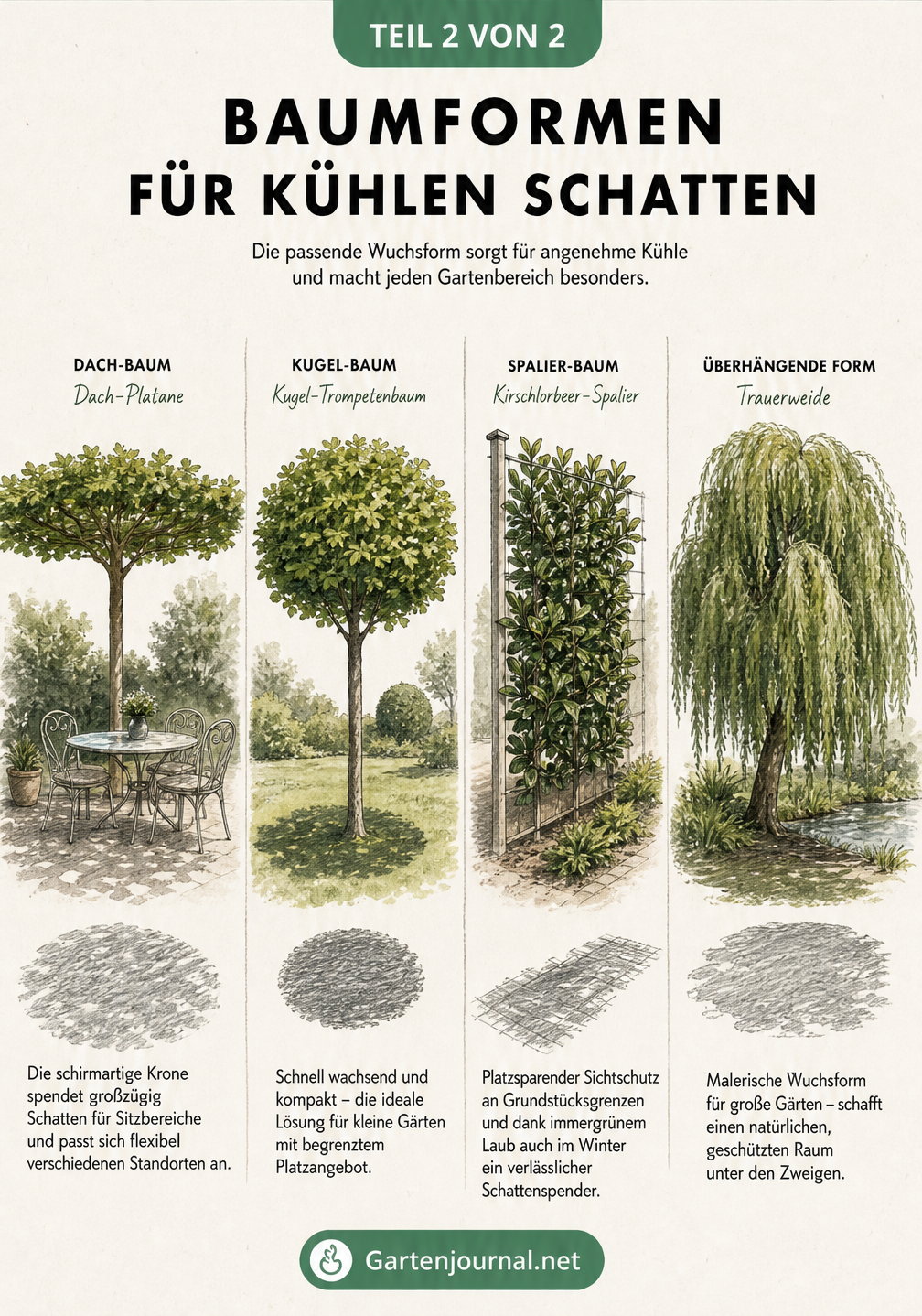 Skizzen verschiedener Baumformen wie Dach-Platane, Kugel-Trompetenbaum, Kirschlorbeer-Spalierbaum und Trauerweide mit ihrem jeweiligen Schattenwurf