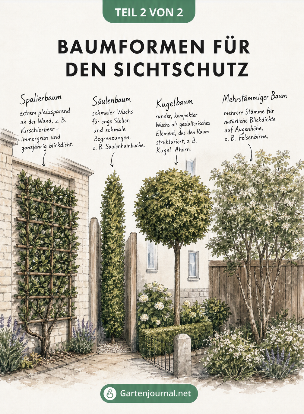 Architekturskizze verschiedener Baumformen für den Sichtschutz: Spalierbaum, Säulenbaum, Kugelbaum und mehrstämmiger Baum