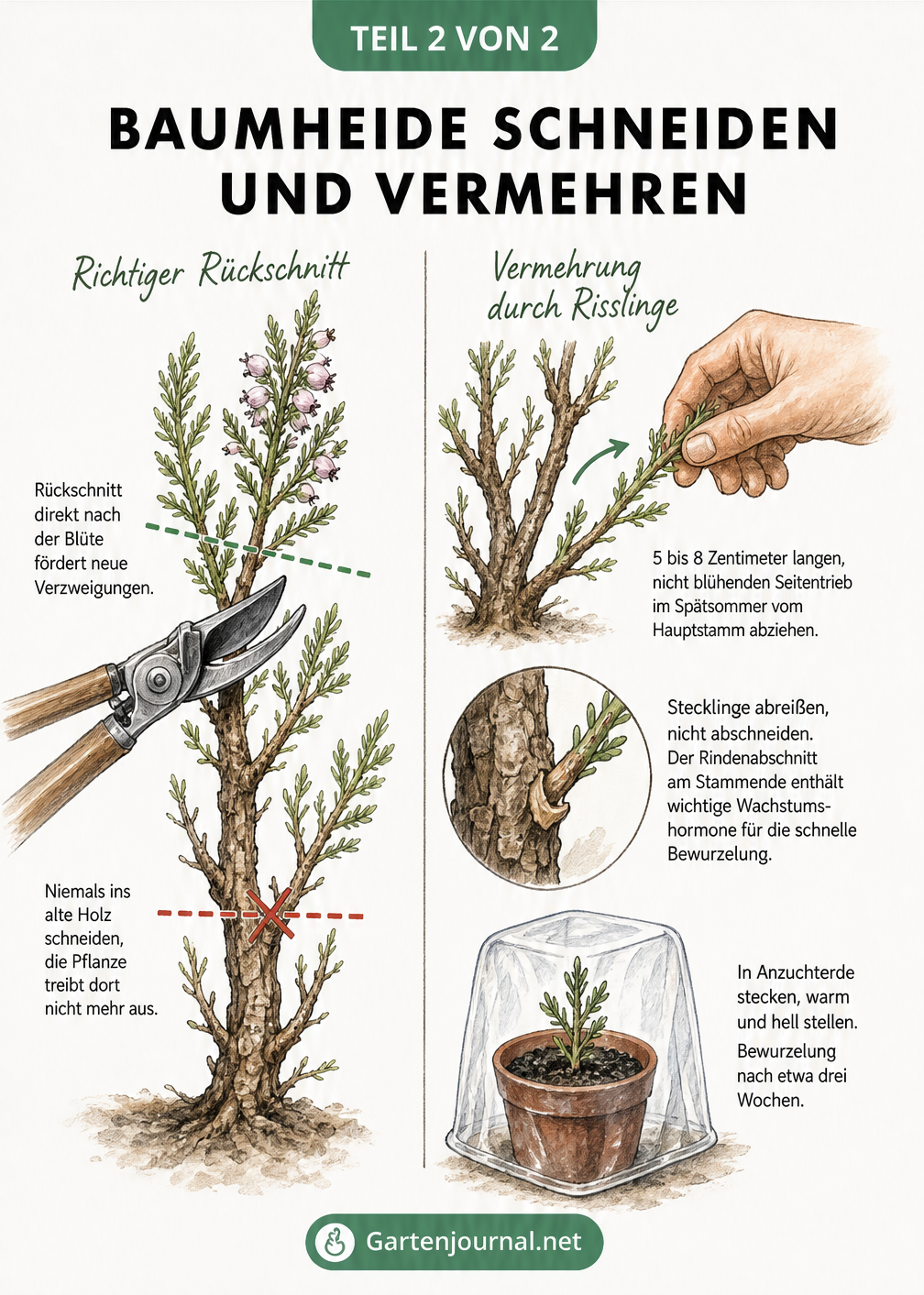 Skizze zum richtigen Rückschnitt der Baumheide und zur Vermehrung durch Risslinge