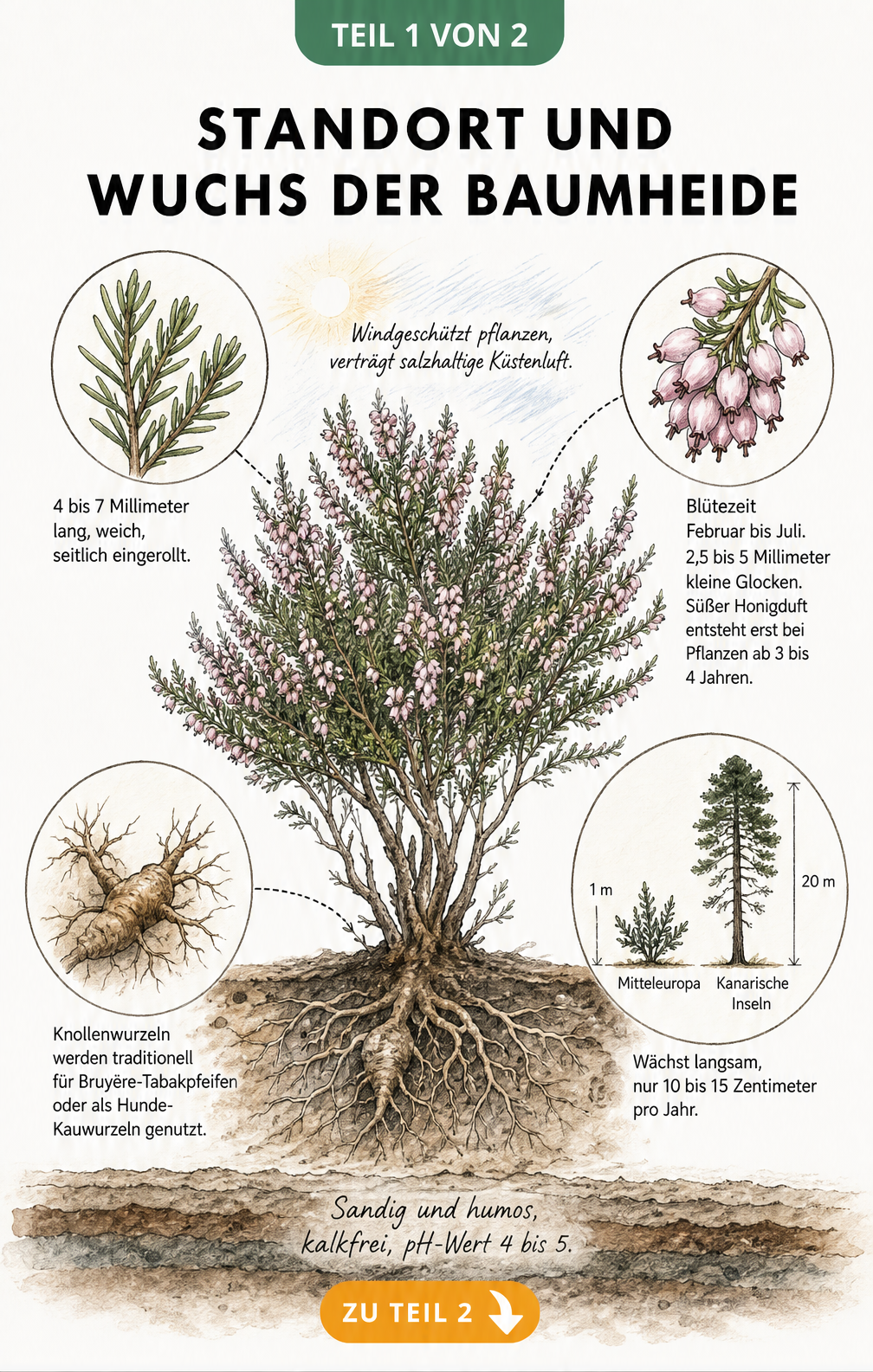 Botanische Zeichnung der Baumheide mit Details zu Wurzeln, Blüten, Blättern und Standortbedingungen
