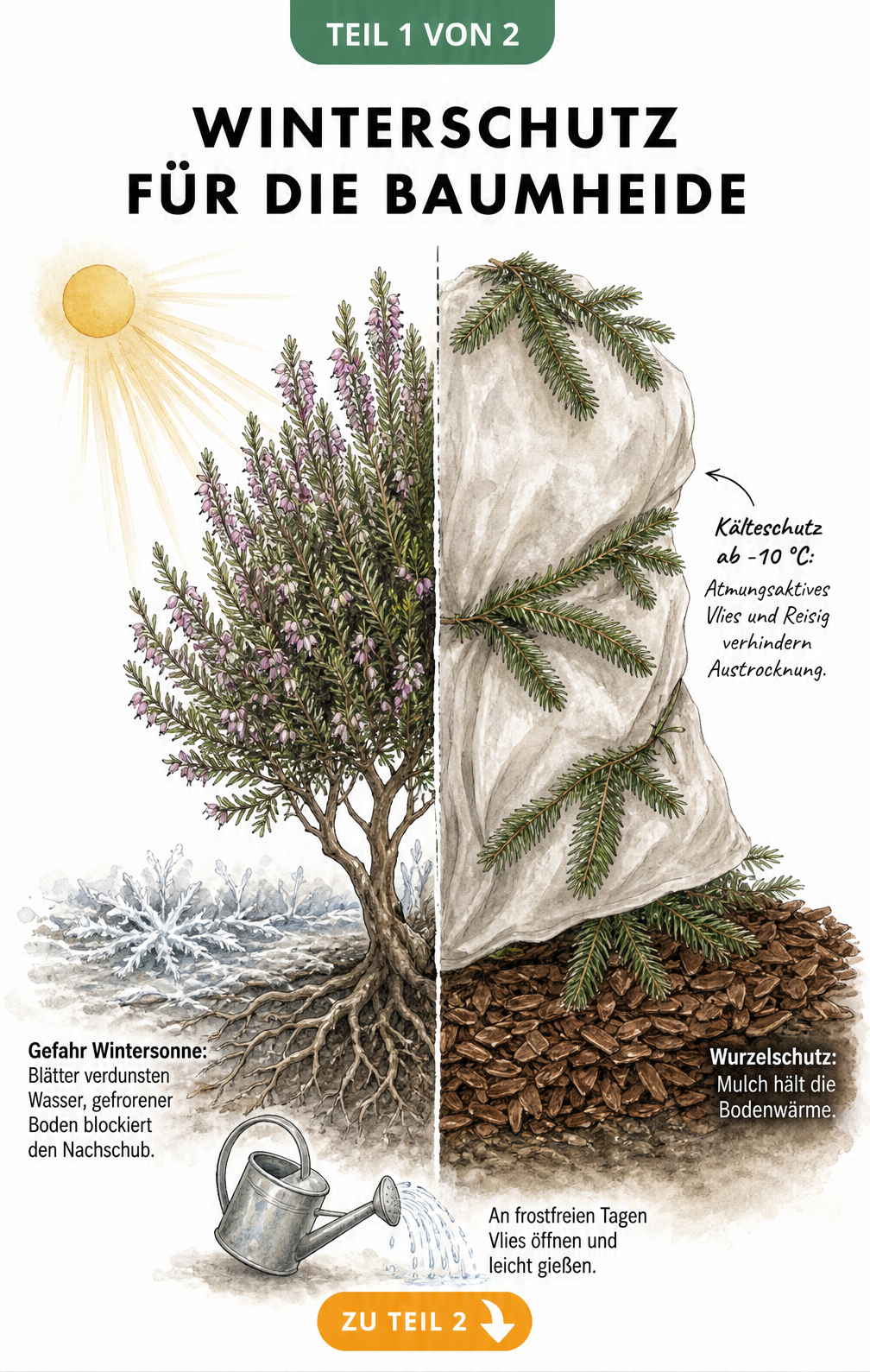 Illustration einer Baumheide im Freiland mit und ohne Winterschutz aus Vlies und Mulch