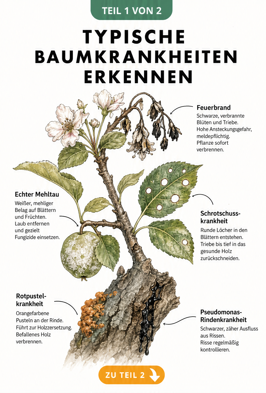 Illustration eines Baumastes mit Symptomen von Feuerbrand, Schrotschusskrankheit, Echtem Mehltau, Rotpustelkrankheit und Pseudomonas-Rindenkrankheit