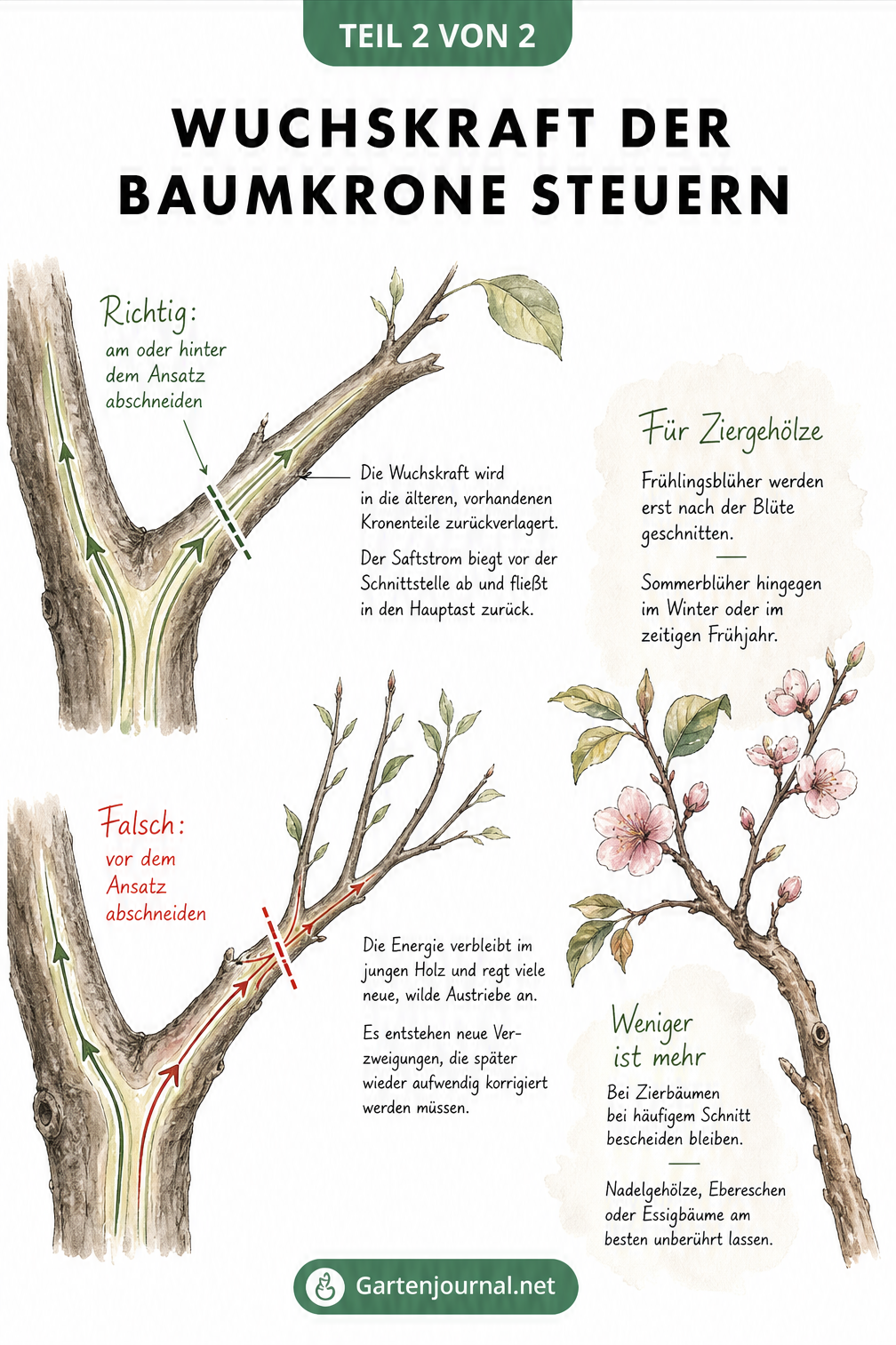 Detailzeichnung einer Astgabelung, die den Energiefluss im Baum nach dem Abschneiden eines Triebes direkt am Ansatz im Vergleich zum Stehenlassen eines...
