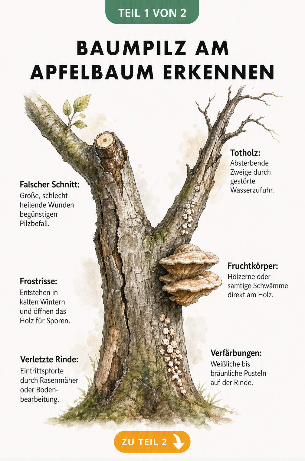 Illustration eines Apfelbaumstamms mit Ursachen und Symptomen von Baumpilz wie Frostrissen und Fruchtkörpern