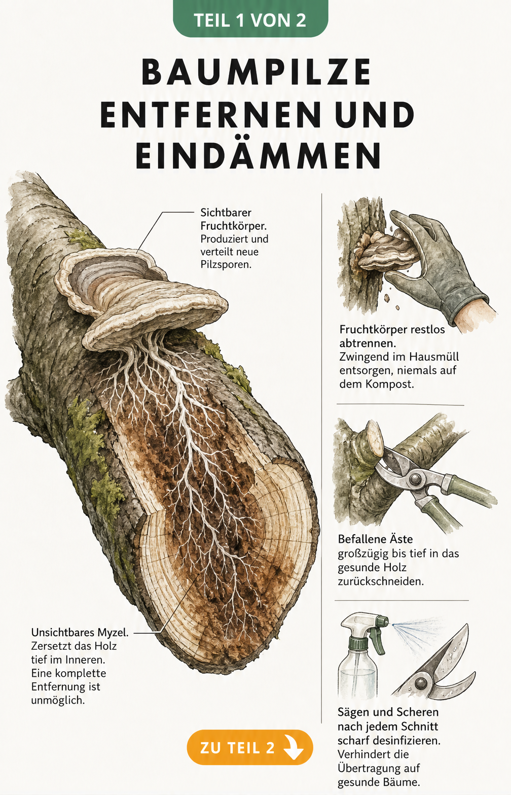 Illustration eines Baumes mit Symptomen von Baumpilzbefall wie spärlicher Belaubung, absterbenden Ästen und Rissen in der Rinde