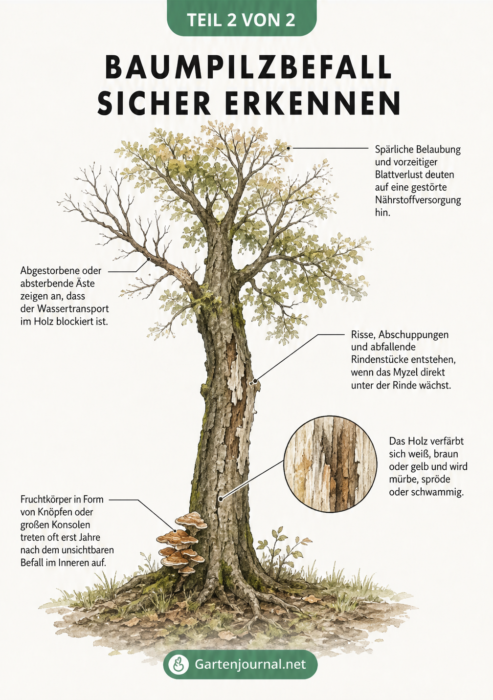 Querschnitt eines Astes mit Baumpilz-Fruchtkörper und Myzel sowie Illustrationen zum Entfernen und Desinfizieren