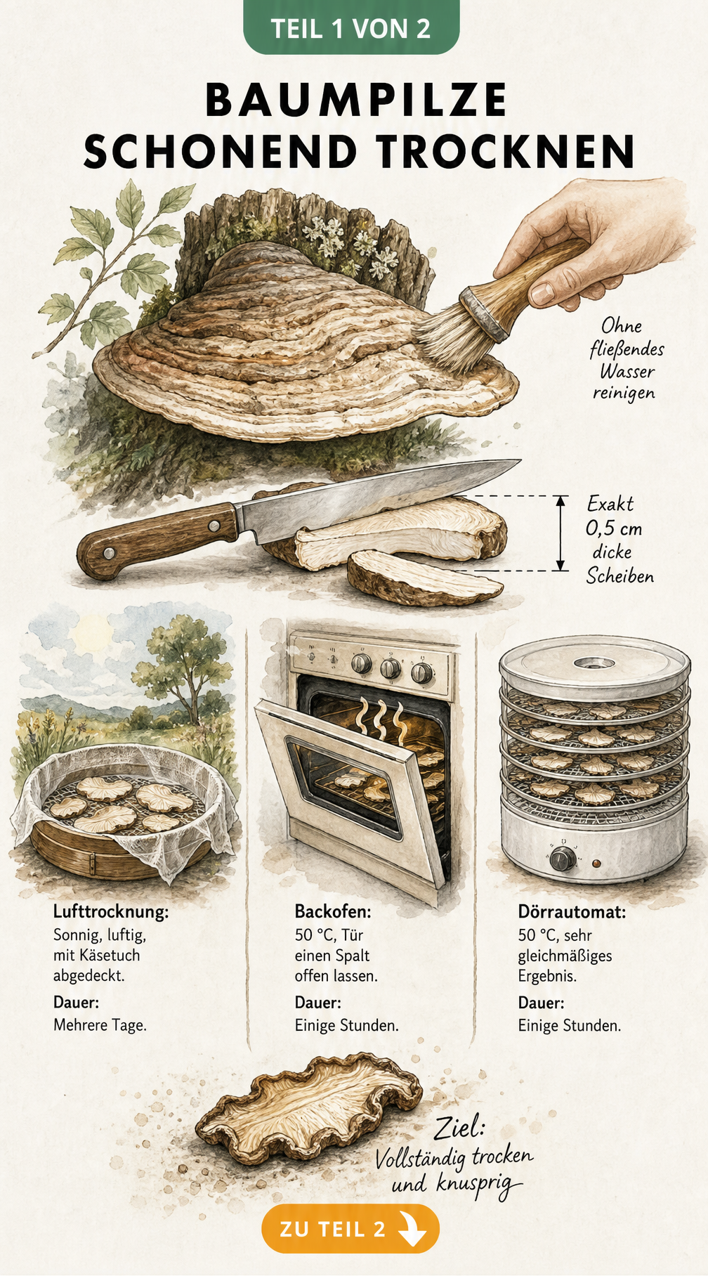 Illustration zum schonenden Trocknen von Baumpilzen mit Reinigung, Schneiden und Trocknungsmethoden