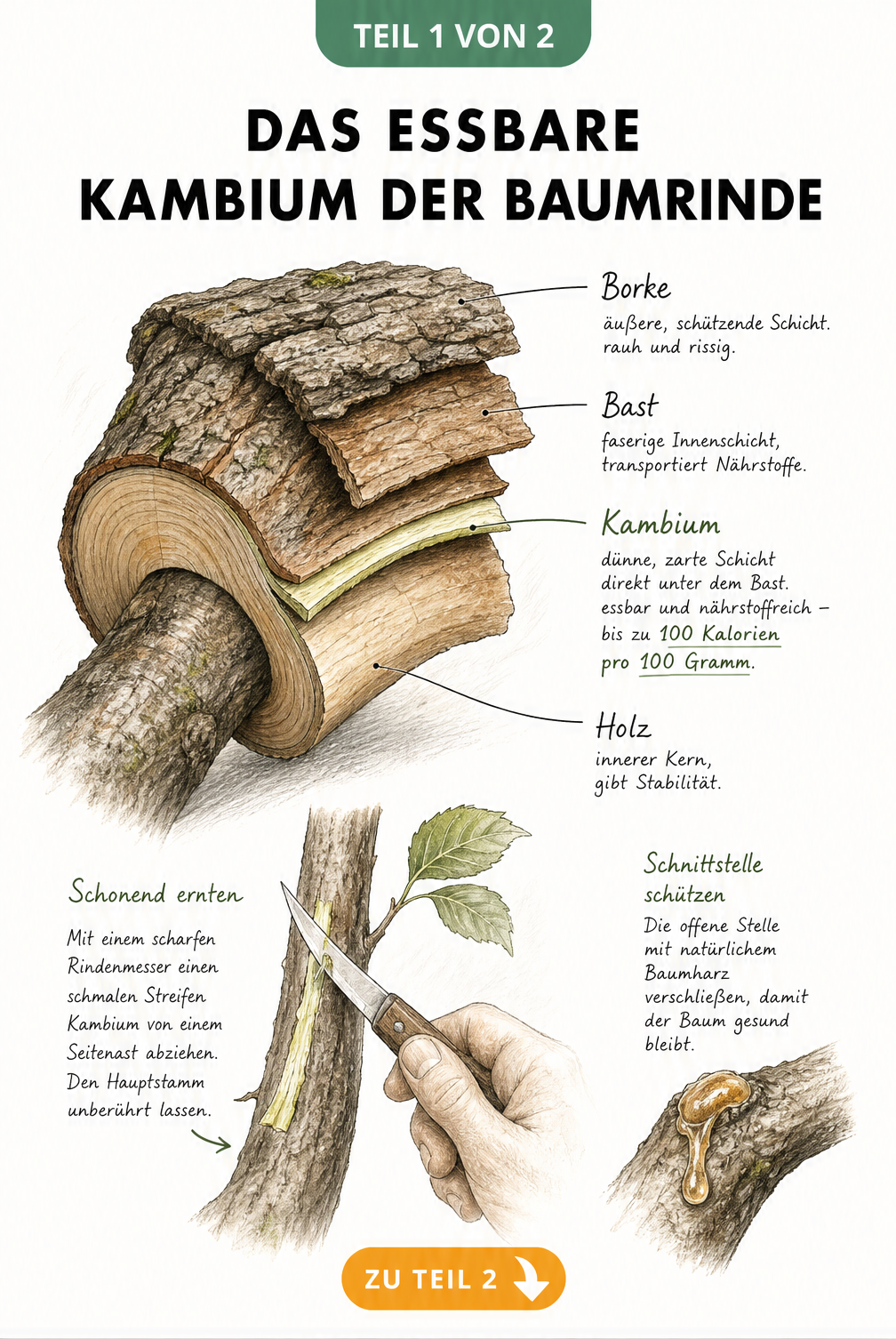 Detaillierte Illustration eines Astquerschnitts, die Borke, Bast, Kambium und Holz zeigt, sowie den schonenden Erntevorgang mit einem Rindenmesser.