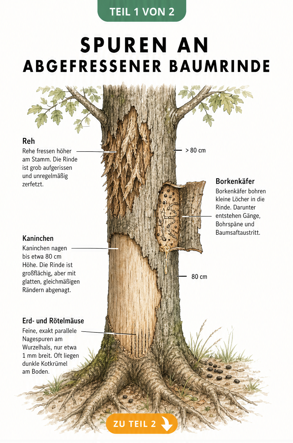 Illustration eines Baumstamms mit Schadensbildern durch Mäuse, Kaninchen, Rehe und Borkenkäfer