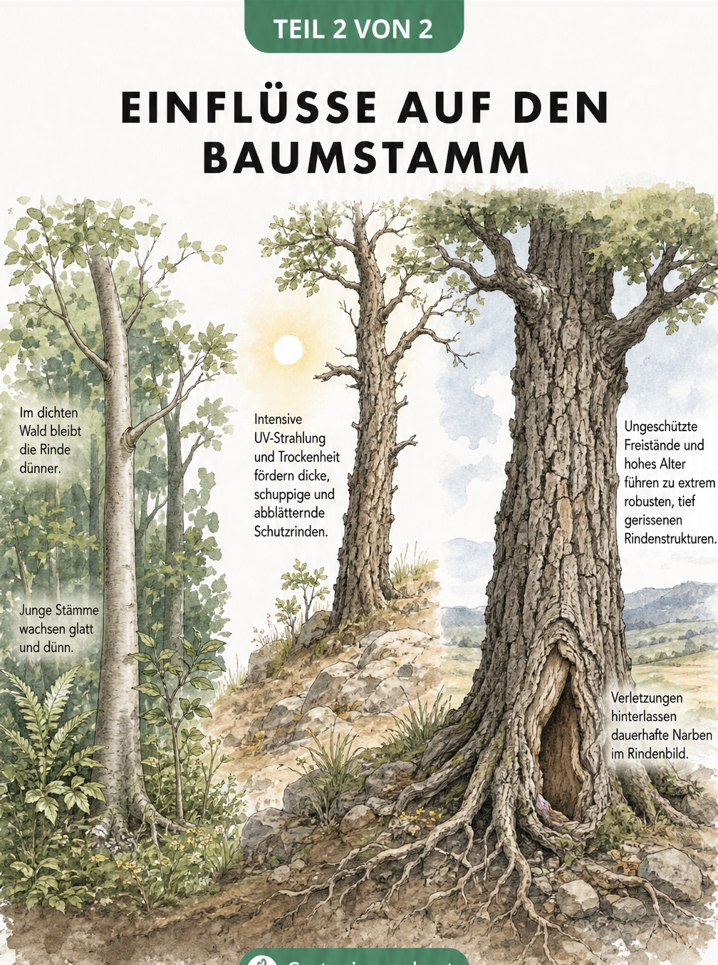 Illustration von drei Bäumen in unterschiedlichen Umgebungen, die den Einfluss von Standort und Alter auf die Rinde zeigen