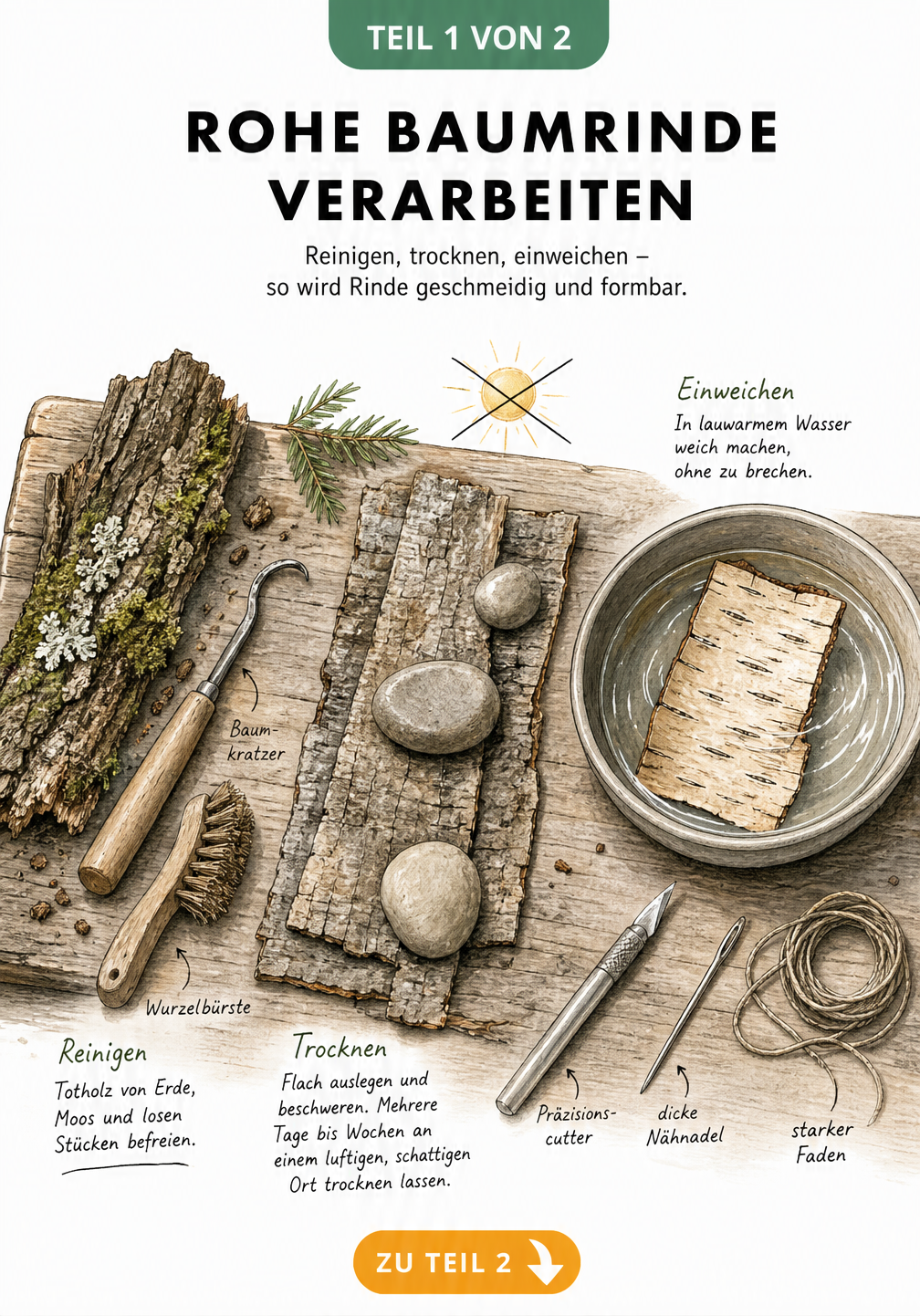 Illustration einer Werkbank mit roher Baumrinde, Trocknungsstation und Birkenrinde im Wasserbad