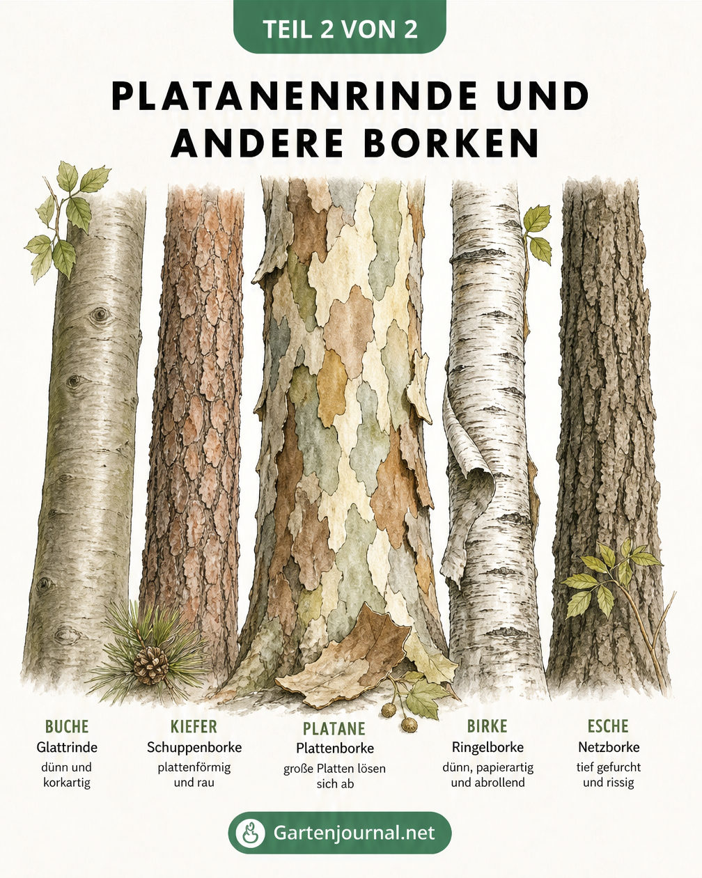 Vergleich verschiedener Baumrinden: Platanen-Plattenborke, Buchen-Glattrinde, Kiefern-Schuppenborke, Birken-Ringelborke und Eschen-Netzborke