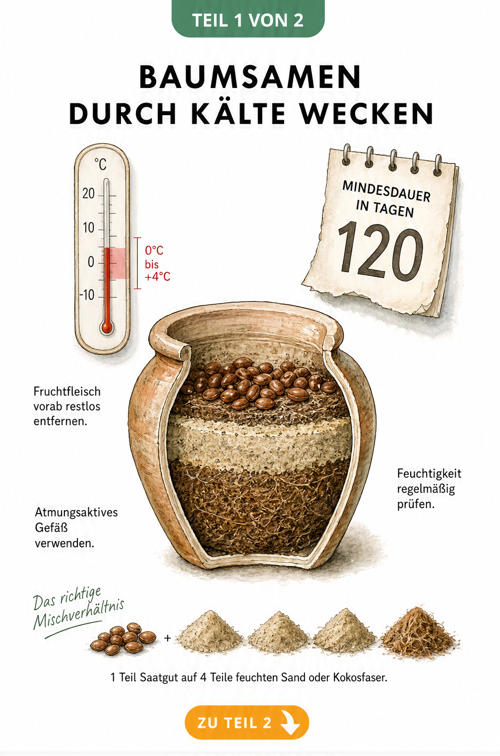 Illustration zur Stratifizierung von Baumsamen mit Thermometer und Substratmischung