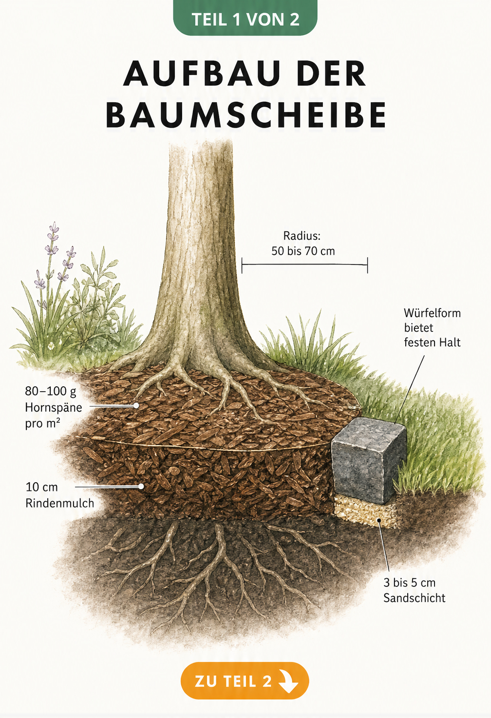 Querschnitt einer Baumscheibe mit Schichtaufbau aus Hornspänen, Rindenmulch und Naturstein-Einfassung