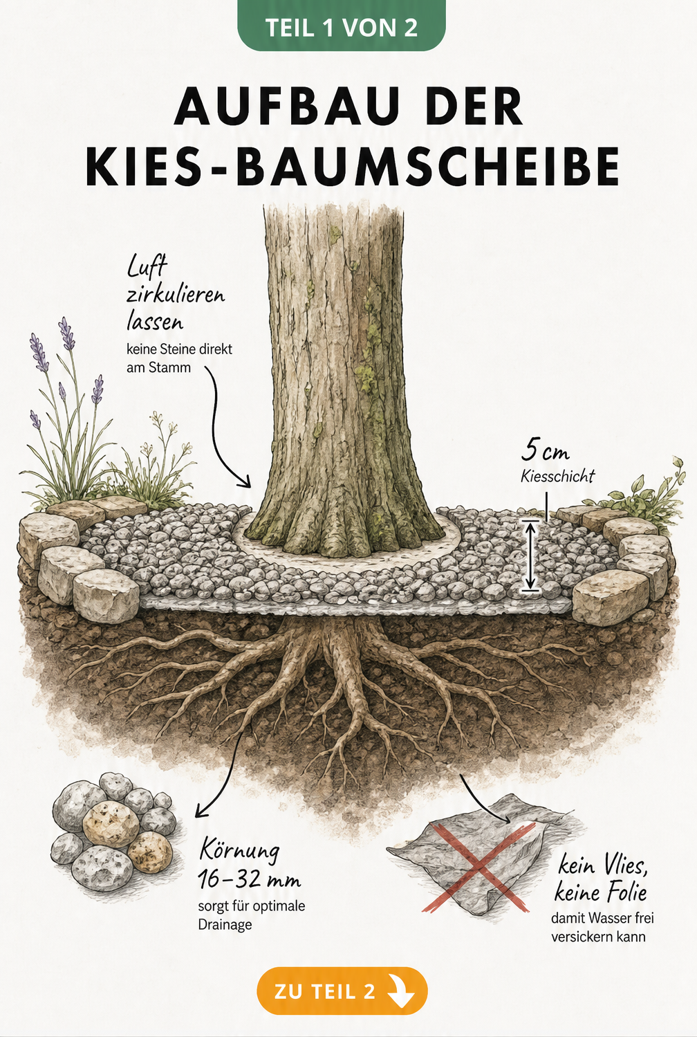 Querschnitt einer Baumscheibe mit Kiesabdeckung, die 5 cm dick ist und eine Körnung von 16 bis 32 mm aufweist.