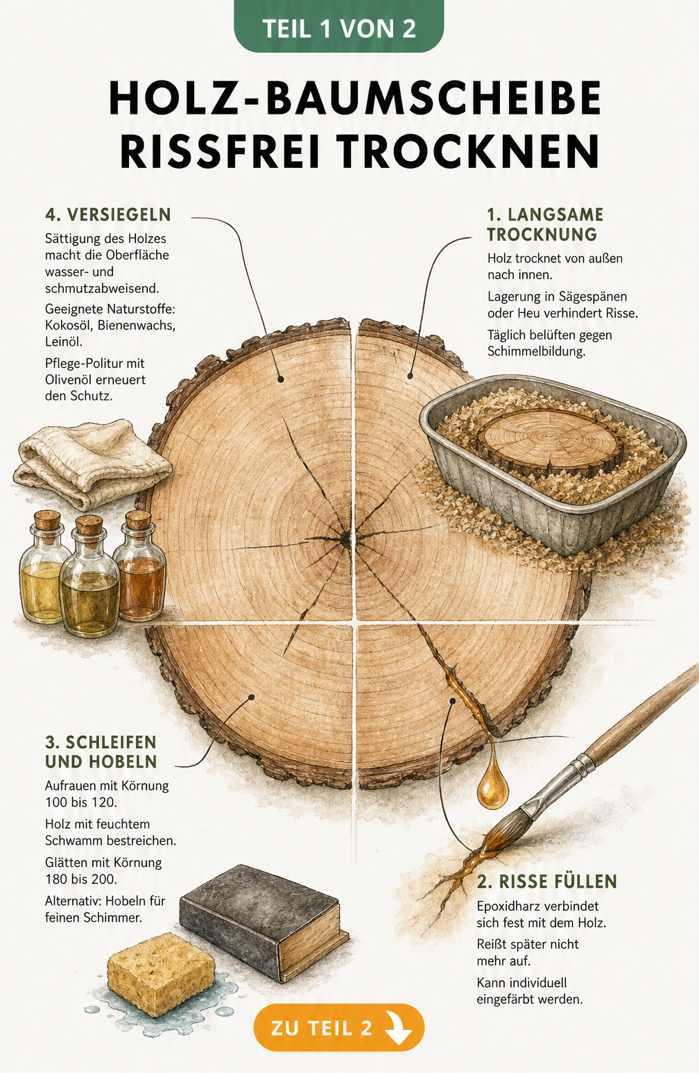 Illustration einer Holz-Baumscheibe mit vier Schritten zur rissfreien Trocknung und Pflege