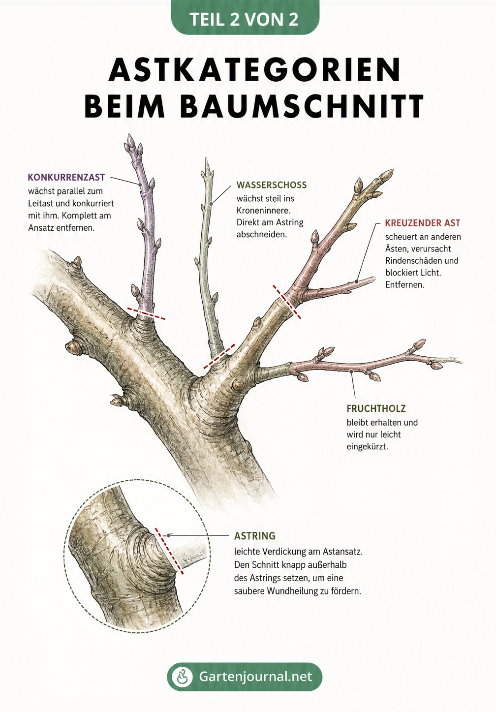 Zeichnung einer Astgabelung mit Markierungen für den Baumschnitt an Konkurrenzast, Wasserschoss und kreuzendem Ast