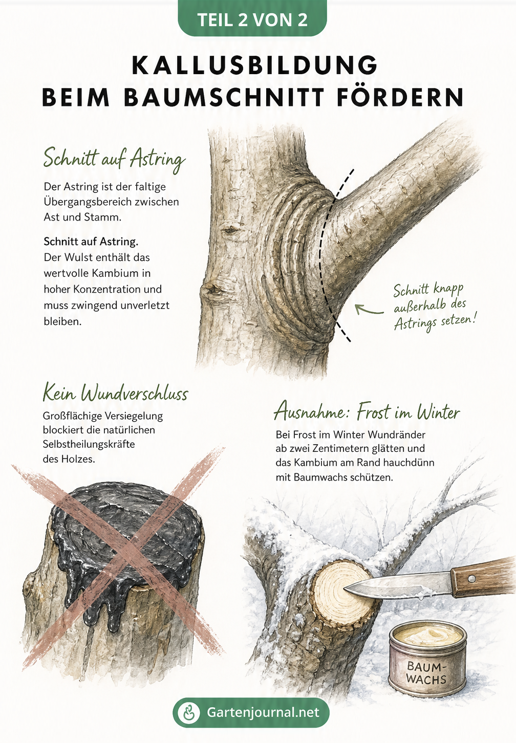 Illustration zum Baumschnitt auf Astring und dem Verzicht auf Wundverschlussmittel