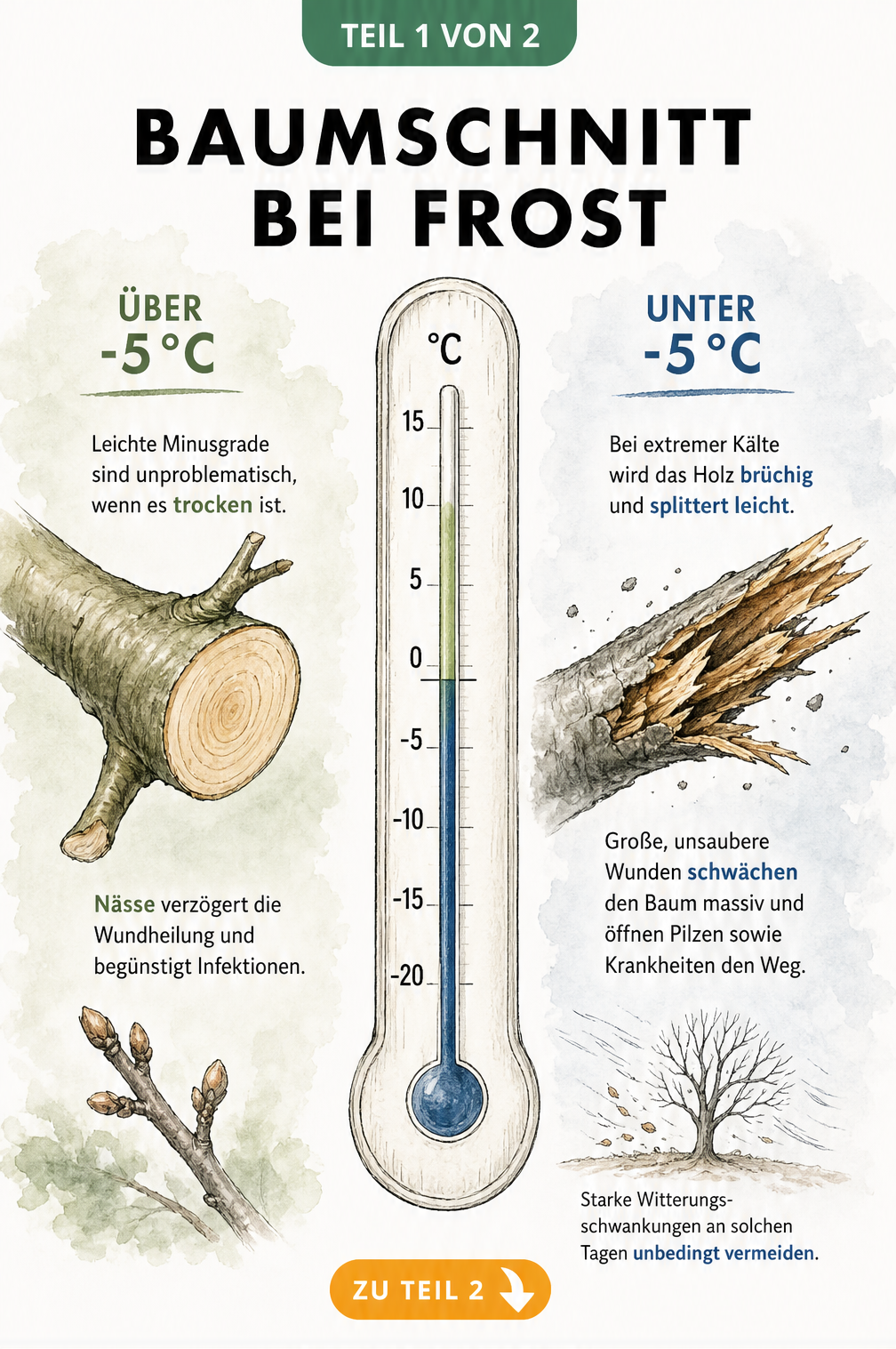 Illustration eines Thermometers, das die Auswirkungen von Frost auf den Baumschnitt zeigt: glatter Schnitt bei leichten Minusgraden, zersplitterter Ast bei...