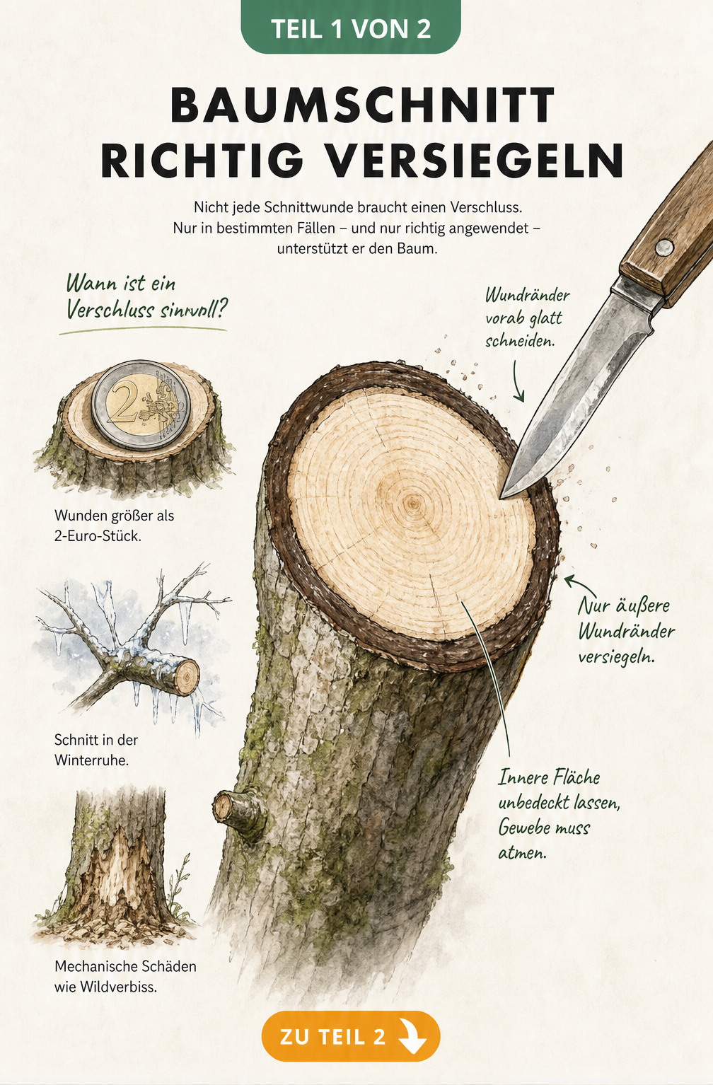 Illustration eines Astquerschnitts, die zeigt, wie man Baumschnitt richtig versiegelt, indem nur der äußere Wundrand bestrichen wird.