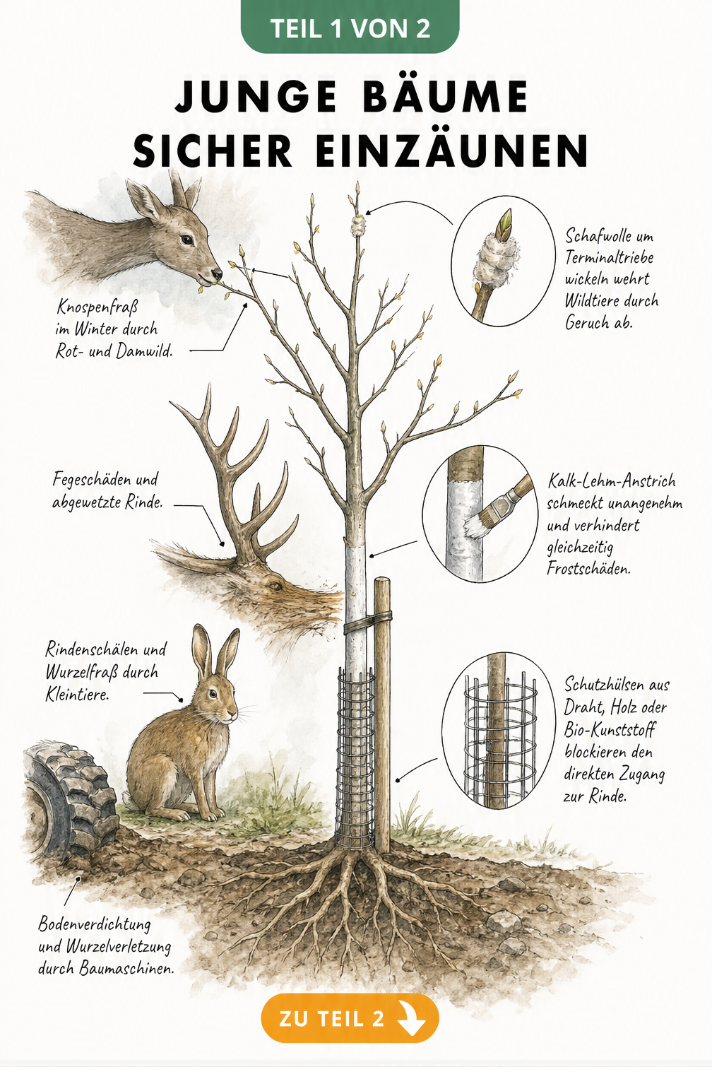 Botanische Illustration eines jungen Baumes, die Gefahren durch Wildverbiss und Schutzmaßnahmen wie Schafwolle, Kalkanstrich und Schutzgitter zeigt.