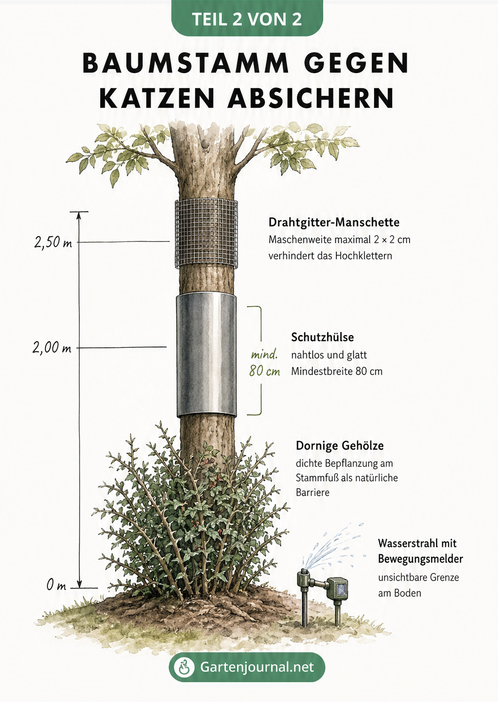 Skizze eines Baumes mit drei Barrieren gegen Katzen: dornige Gehölze am Fuß, eine glatte Schutzhülse auf 2 Metern und eine Drahtmanschette auf 2,50 Metern Höhe.