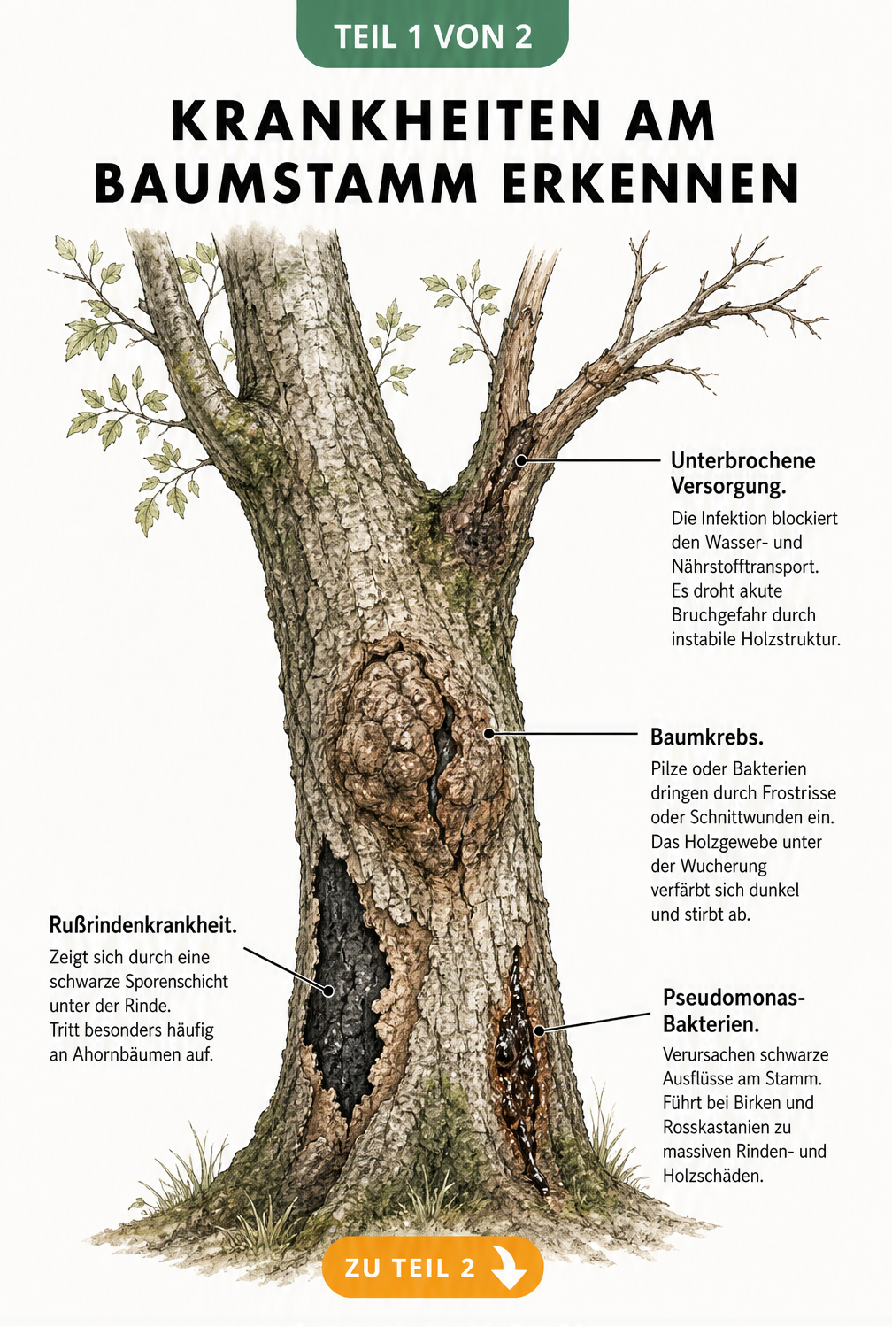 Illustration eines Baumstamms mit vier verschiedenen Schadbildern wie Baumkrebs und Rußrindenkrankheit