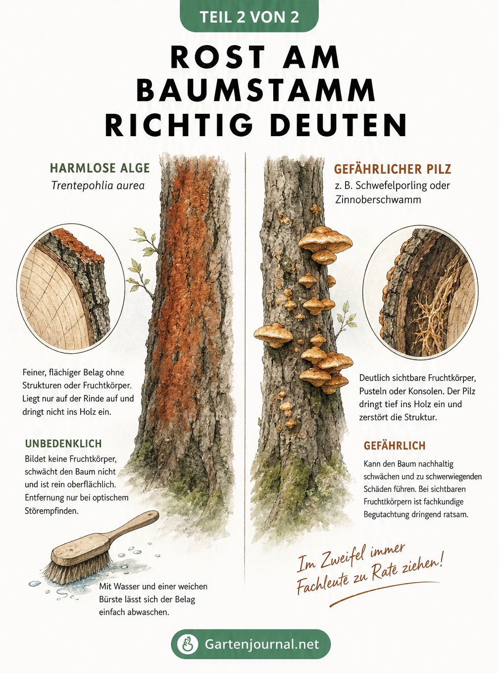 Gegenüberstellung von harmlosem Algenbelag und gefährlichem Pilzbefall an einem Baumstamm