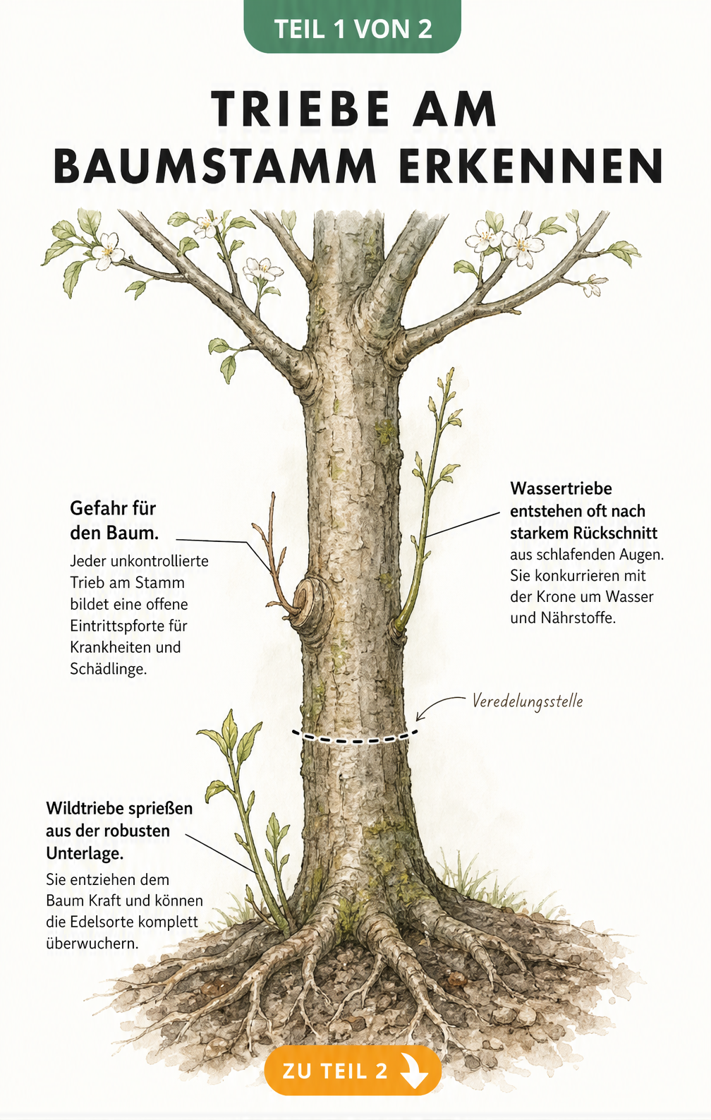 Botanische Illustration eines Obstbaumes, die Wildtriebe, Wassertriebe und Austriebe an Schnittwunden am Stamm zeigt.