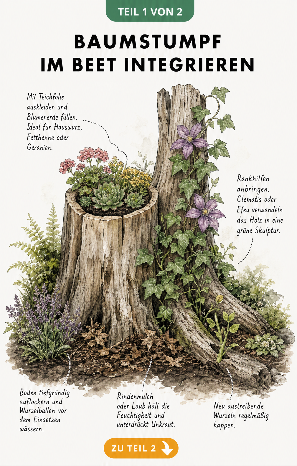 Illustration eines Baumstumpfs im Beet, der als Pflanzgefäß für Hauswurz und als Rankhilfe für Clematis genutzt wird.
