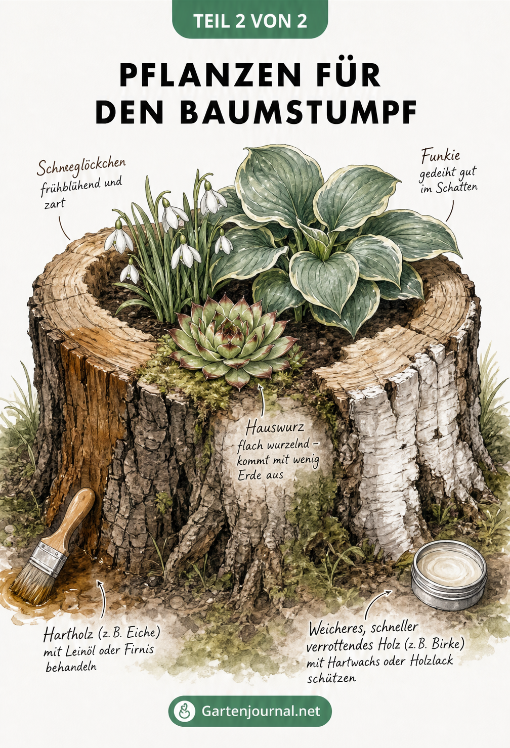 Illustration eines bepflanzten Baumstumpfes mit Hauswurz, Funkie und Schneeglöckchen sowie Holzpflege-Tipps