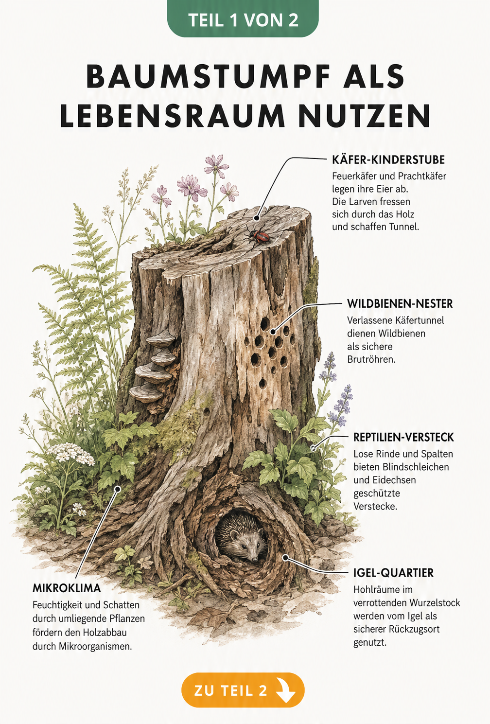 Illustration eines Baumstumpfs als Lebensraum für Insekten, Reptilien und Igel im Garten