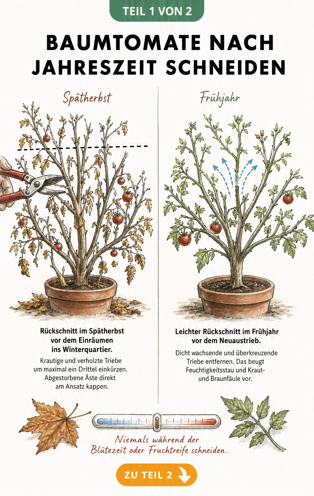 Illustration einer Baumtomate im Spätherbst und Frühjahr mit Hinweisen zum richtigen Rückschnitt