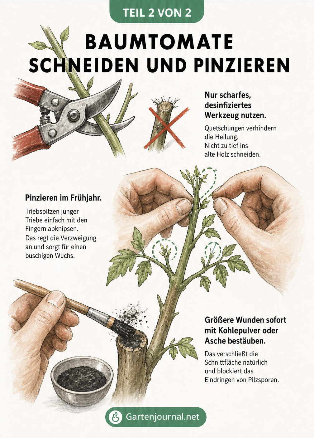 Detailzeichnungen zum Schneiden und Pinzieren einer Baumtomate mit Gartenschere und Fingern