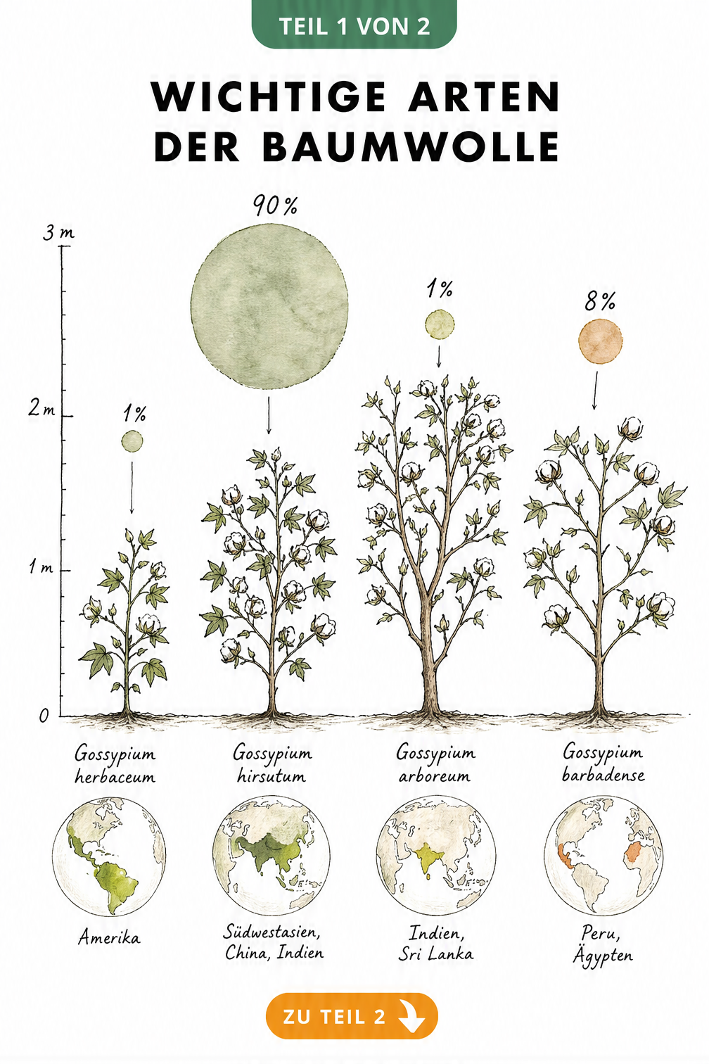 Illustration der vier wichtigsten Baumwollarten mit Wuchshöhen, Anbauregionen und Anteil an der Weltproduktion