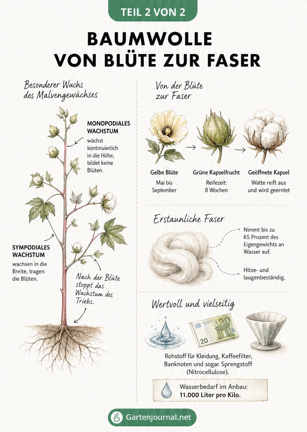 Grafik zum Wachstum der Baumwollpflanze, der Entwicklung von der Blüte zur Kapsel und den Eigenschaften der Faser