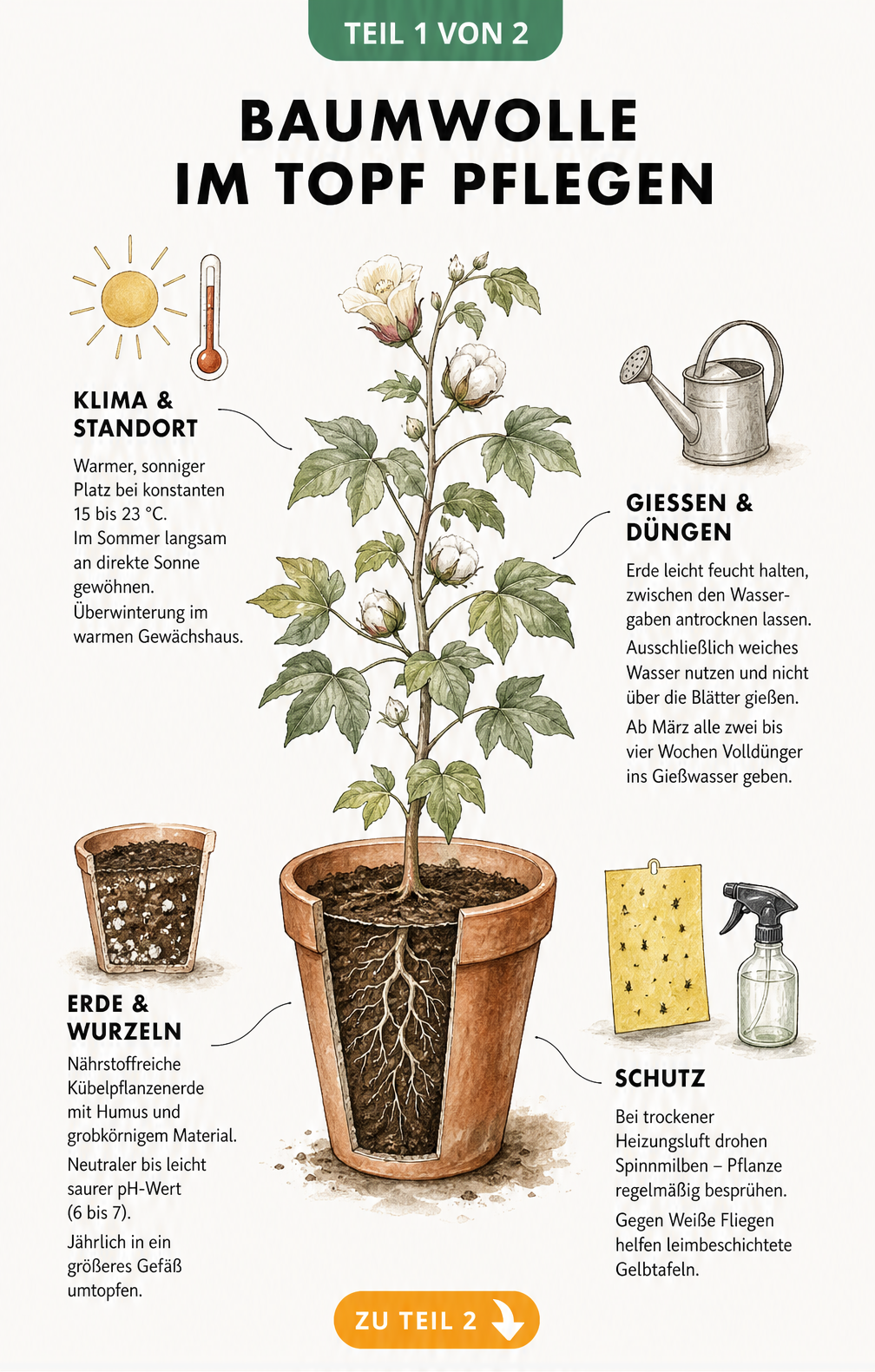 Illustration einer Baumwollpflanze im Topf mit Hinweisen zu Standort, Gießen, Düngen und Erde