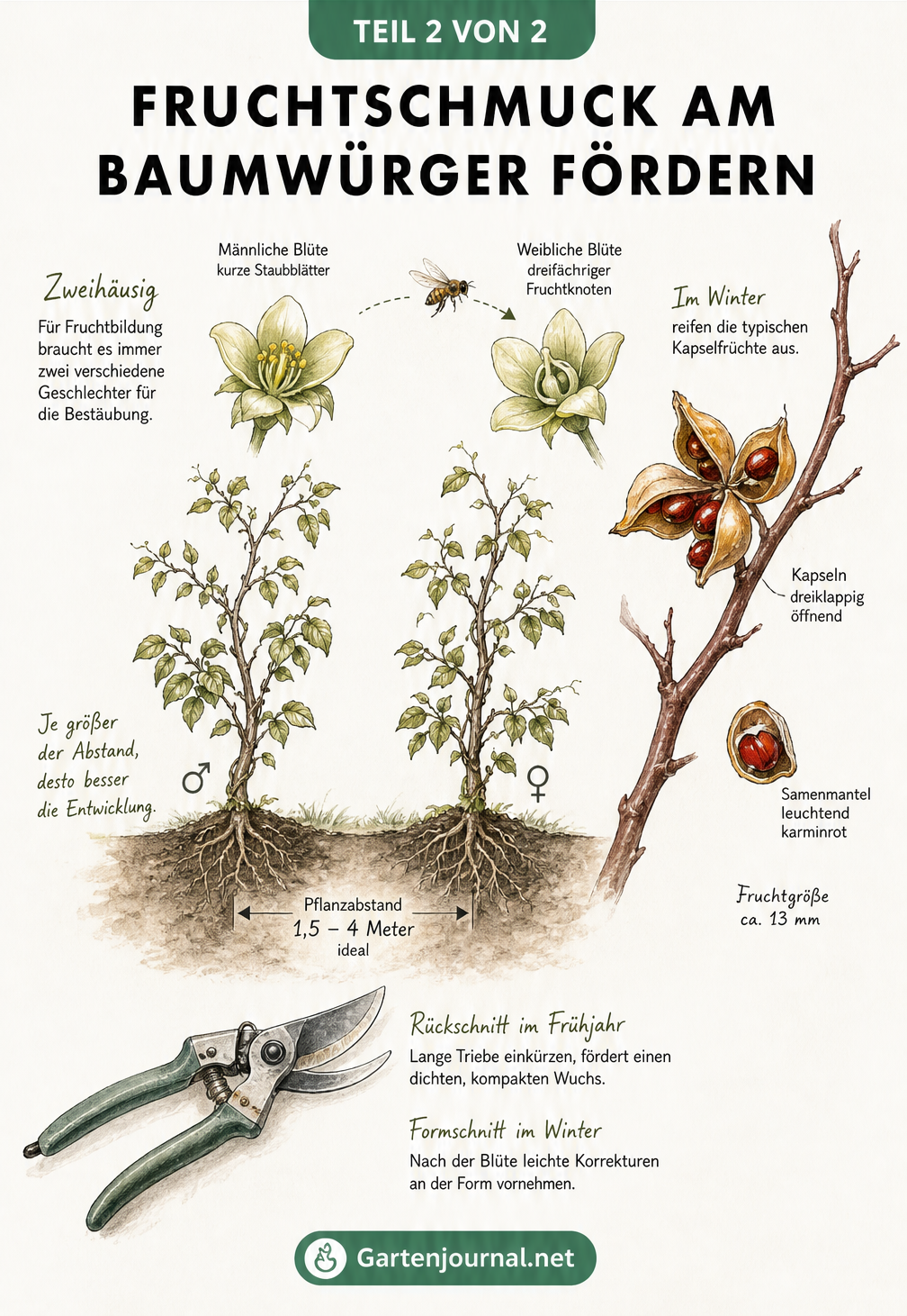 Botanische Zeichnung von männlichen und weiblichen Baumwürger-Blüten, Bestäubung und roten Kapselfrüchten