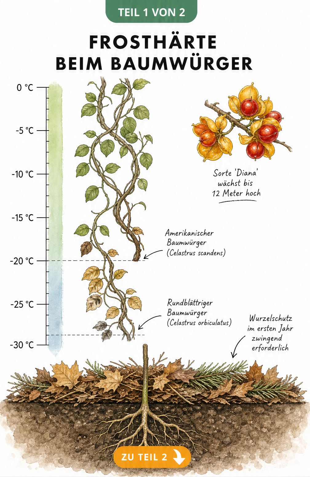 Botanische Skizze zur Frosthärte von Baumwürgern mit Temperaturachse bis -30 °C und Wurzelschutz