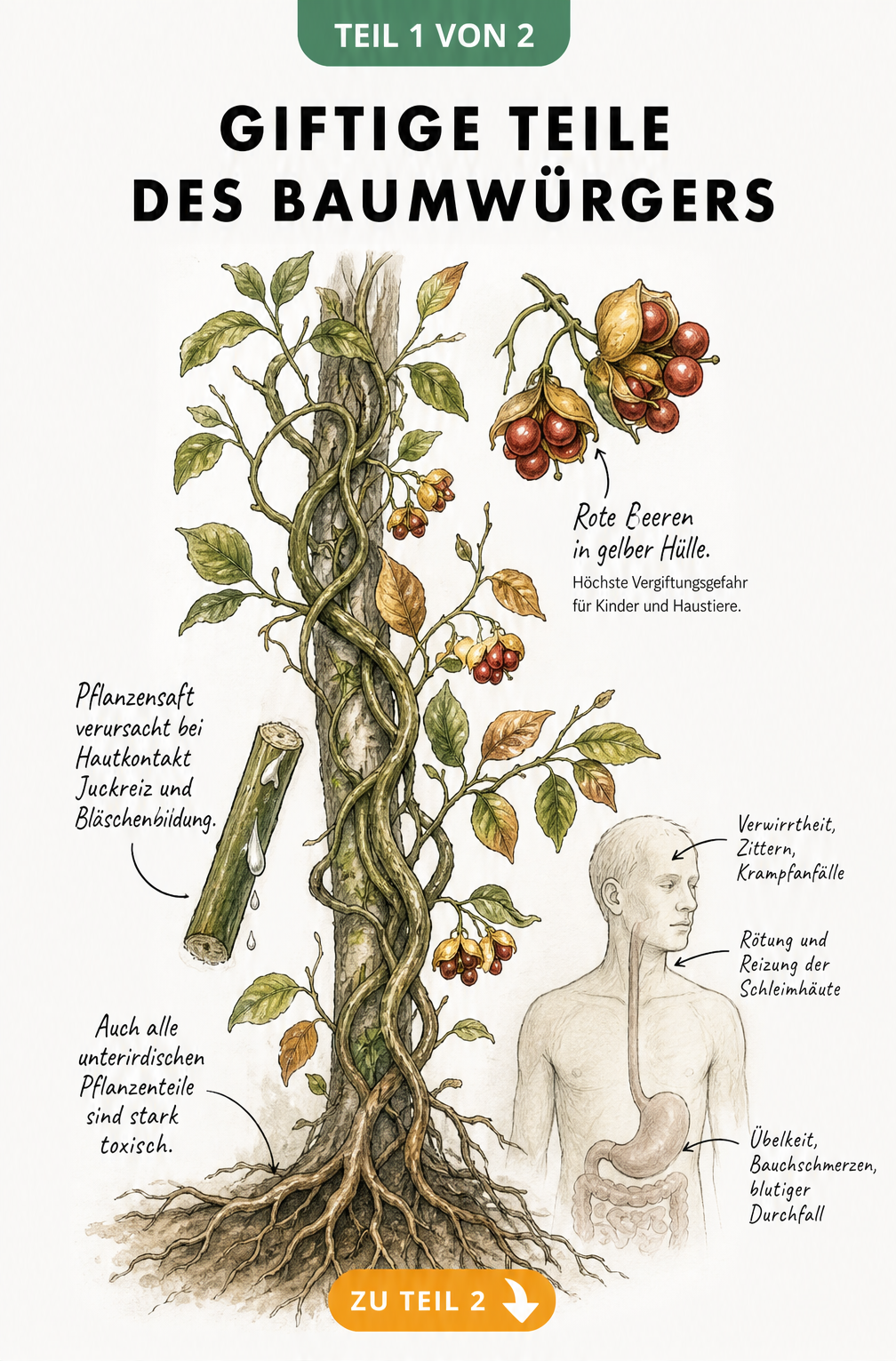 Botanische Illustration des Baumwürgers mit Wurzeln, Blättern und roten Beeren sowie Hinweisen zur Giftigkeit