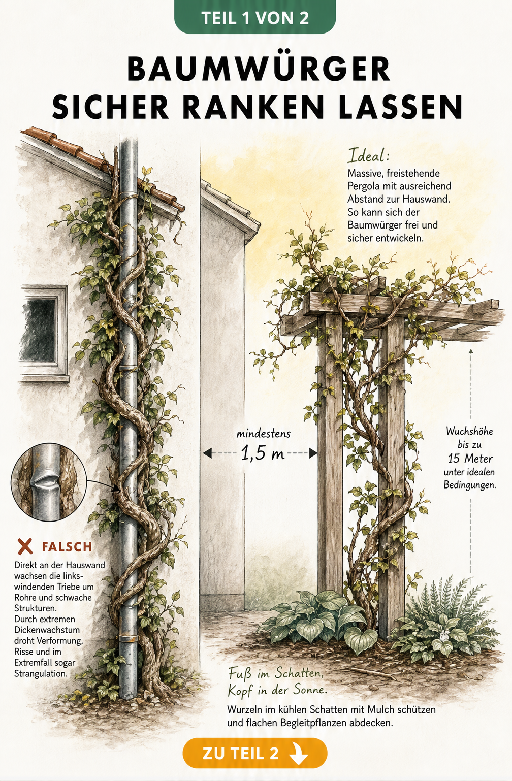 Illustration eines Baumwürgers an einer Pergola mit 1,5 Metern Abstand zur Hauswand und schattigem Wurzelbereich