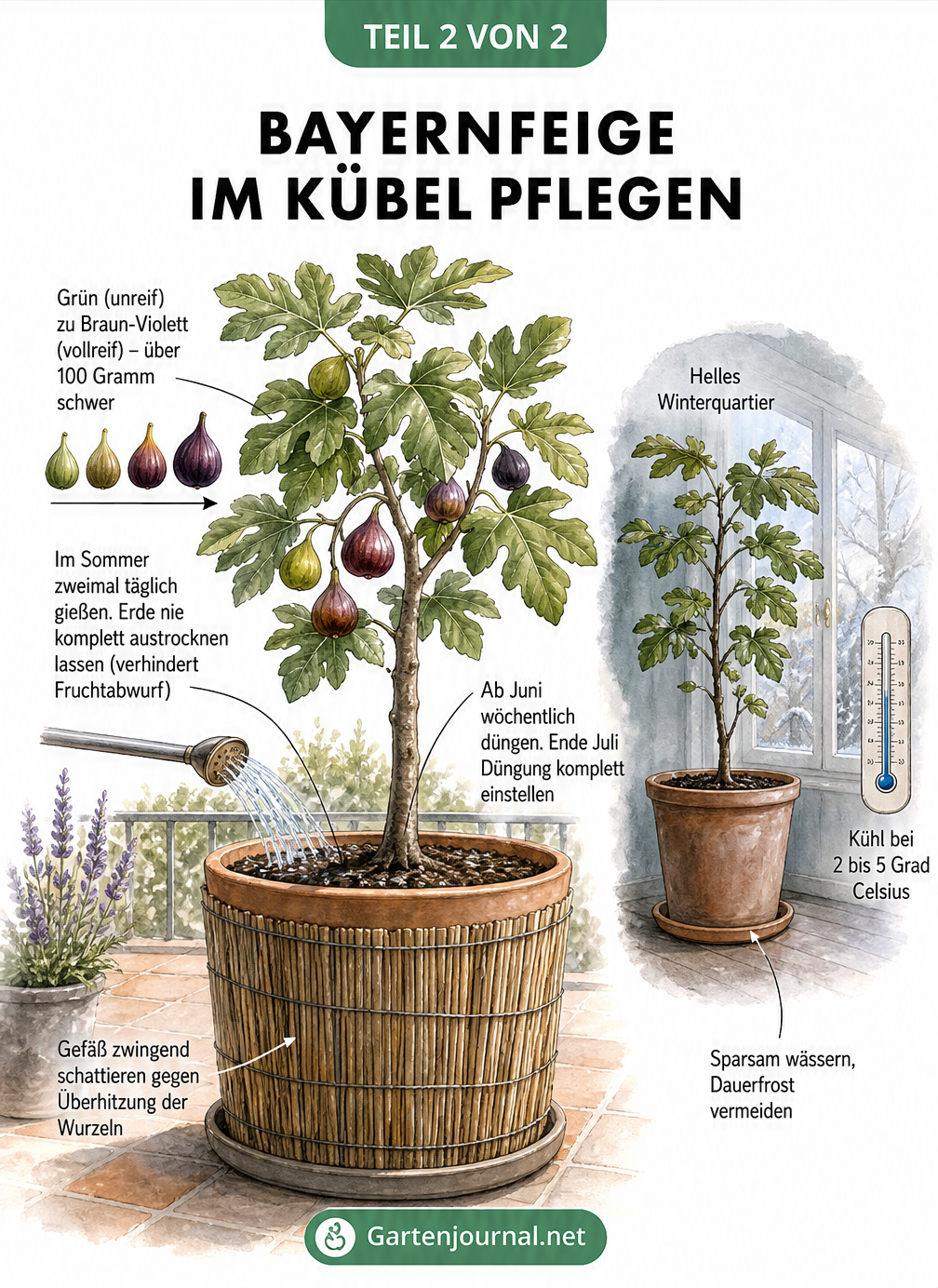 Illustration einer Bayernfeige im Kübel auf der Terrasse im Sommer und im kühlen Winterquartier