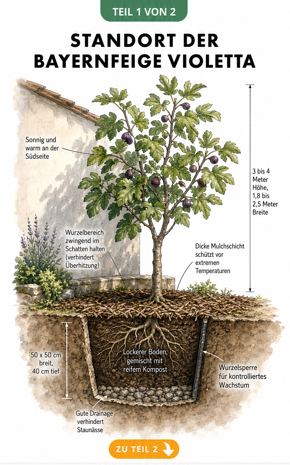 Querschnitt-Illustration eines Feigenbaums der Sorte Violetta an einer Hauswand mit Details zu Pflanzloch, Mulchschicht und Wurzelsperre