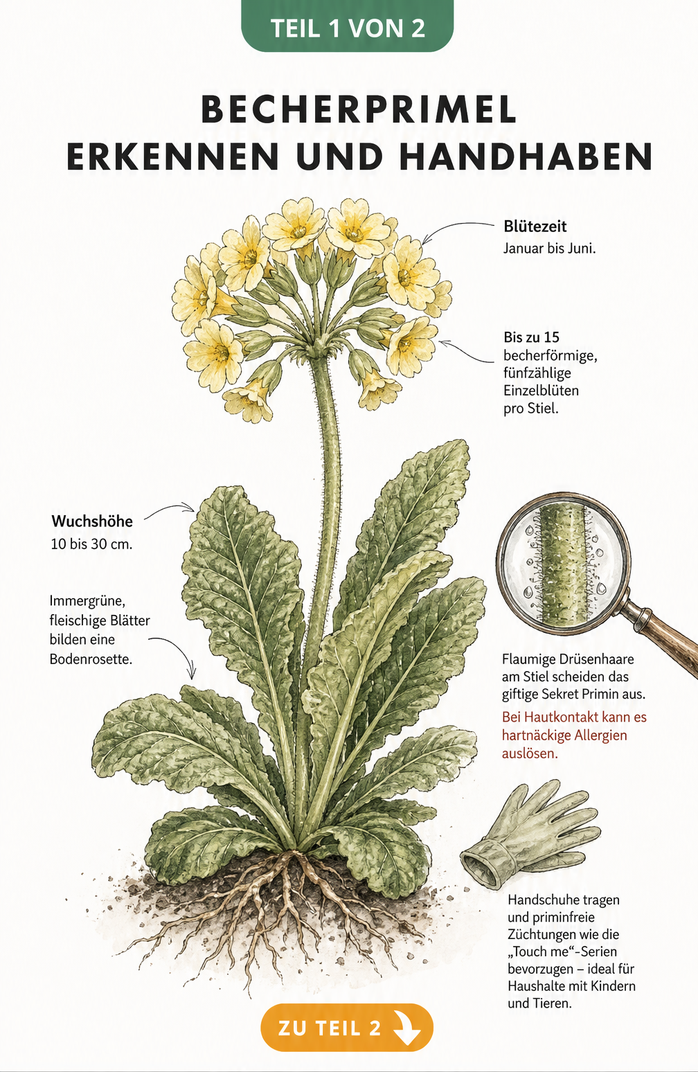 Botanische Illustration der Becherprimel mit Details zu Blütezeit, Wuchshöhe und giftigen Drüsenhaaren